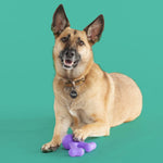 Yomp FunnyBone Dog Toy