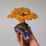 Medium - Genuine Citrine Clustered Gemstone Tree on Amethyst Matrix (The Money Tree)