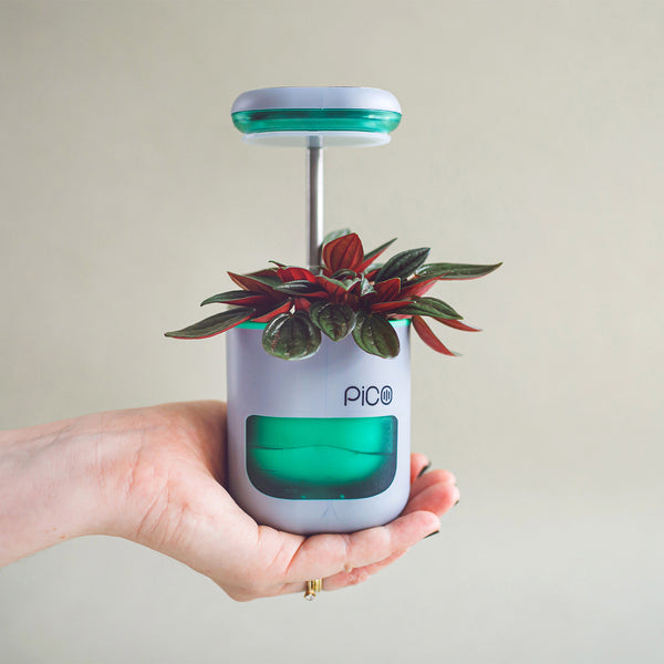 PICO Smart Indoor Garden Brookstone