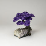 Large - Genuine Amethyst Clustered Gemstone Tree on Clear Quartz Matrix (The Relaxation Tree)