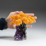 Medium - Citrine Clustered Gemstone Tree on Amethyst Matrix (The Money Tree)