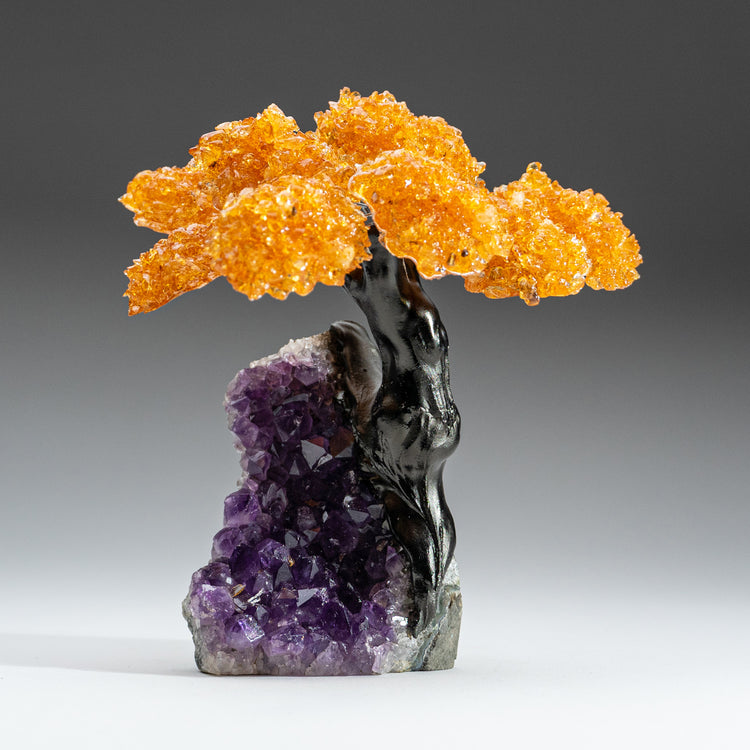 Medium - Citrine Clustered Gemstone Tree on Amethyst Matrix (The Money Tree)